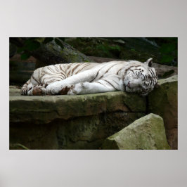 Fotografi av vit tiger i svängbenet poster