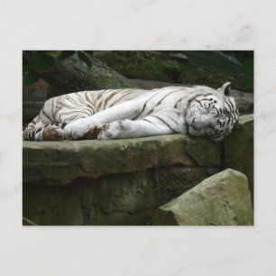 Fotografi av vit tiger i svängbenet vykort
