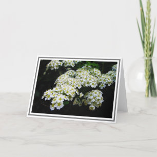 Fotografi av White Spirea Bush och Grönt Foliage Kort