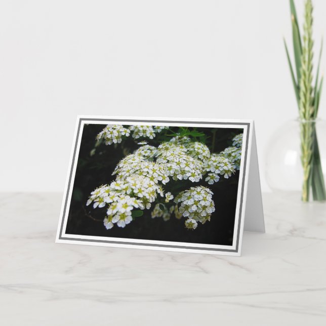 Fotografi av White Spirea Bush och Grönt Foliage Kort (Framsida)