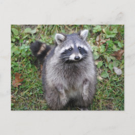 Fotografi av Woodland Cute Raccoon Vykort