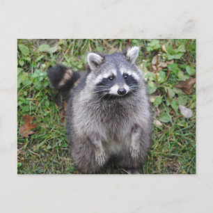 Fotografi av Woodland Cute Raccoon Vykort