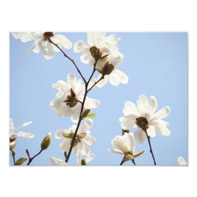 Fotografi Blommig konsttryck Magnolia Blommor (Framsidan)