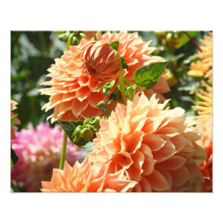 Fotografi Blommig konsttryck Orange Dahlia Blomma