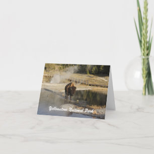 Fotografi för amerikanBisonYellowstone djurliv Kort