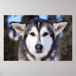 Fotografi för Ansikte nära Hund i siberian husky Poster