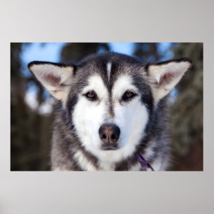 Fotografi för Ansikte nära Hund i siberian husky Poster