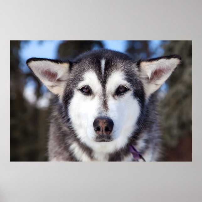 Fotografi för Ansikte nära Hund i siberian husky Poster (Framsidan)
