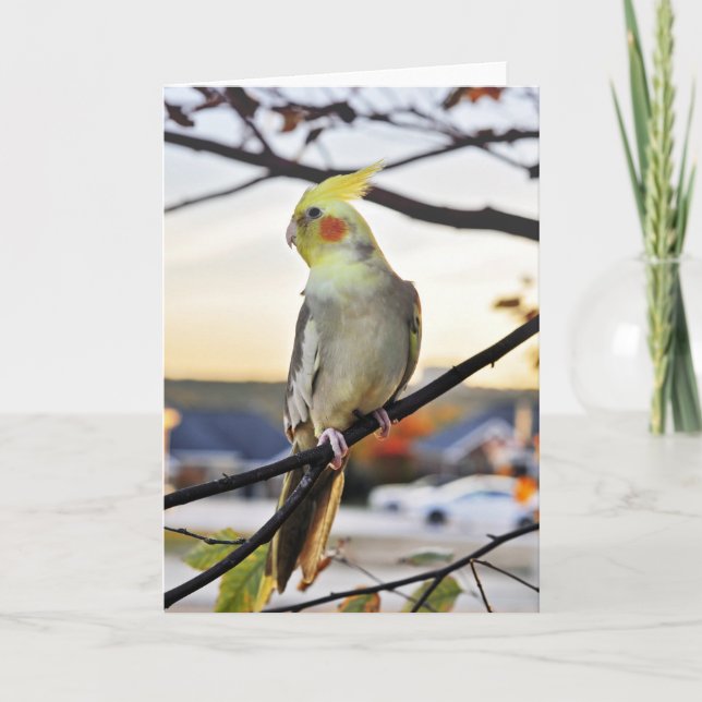 Fotografi för Cockatiel-profil Kort (Framsida)