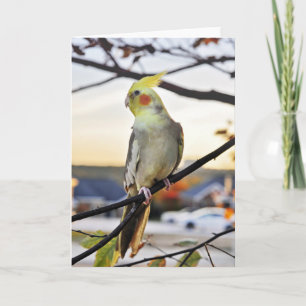 Fotografi för Cockatiel-profil Kort
