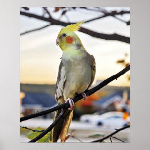 Fotografi för Cockatiel-profil Poster