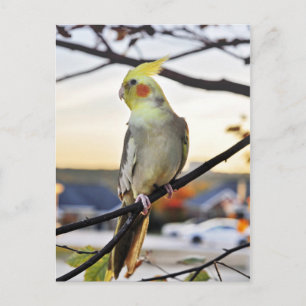 Fotografi för Cockatiel-profil Vykort