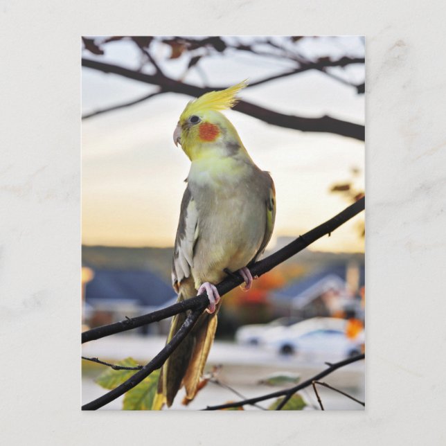 Fotografi för Cockatiel-profil Vykort (Framsida)