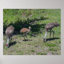 Fotografi för familjen Florida Sandhill Cranes Poster