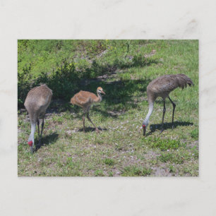 Fotografi för familjen Florida Sandhill Cranes Vykort