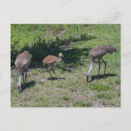Fotografi för familjen Florida Sandhill Cranes Vykort