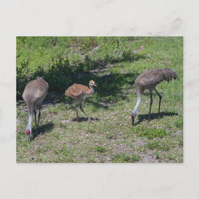Fotografi för familjen Florida Sandhill Cranes Vykort (Framsida)