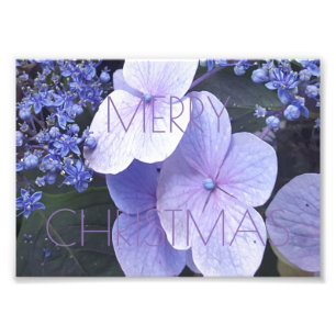 Fotografi för god jul Blommigt Lila blommor