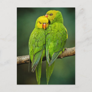 Fotografi för grönt Parrots Love birds Vykort