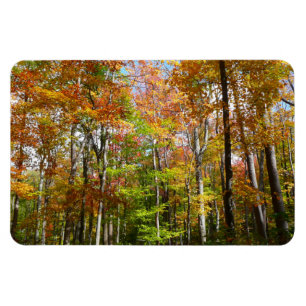 Fotografi för höstlandskap i Fall Forest II Magnet