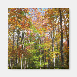 Fotografi för höstlandskap i Fall Forest II Magnet
