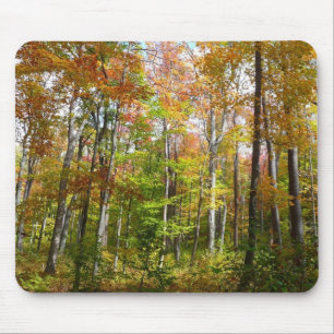 Fotografi för höstlandskap i Fall Forest II Musmatta