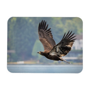Fotografi för juvenile Örn Wildlife Photo Magnet