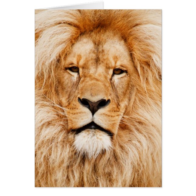 Fotografi för lejona Ansikte Hälsningskort (Framsidan)