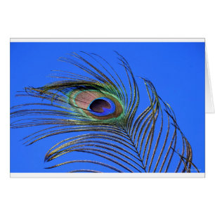 Fotografi för peacock Feather Hälsningskort