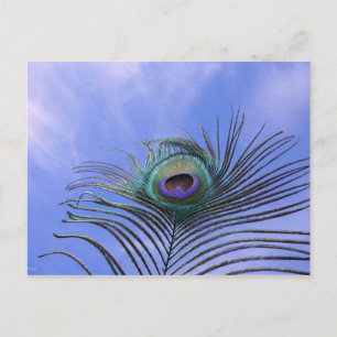 Fotografi för peacock Feather Vykort