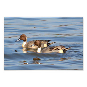 Fotografi för Pintail Anka