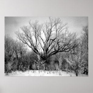 Fotografi för SALE - Utskrift av frostigt Träd Poster