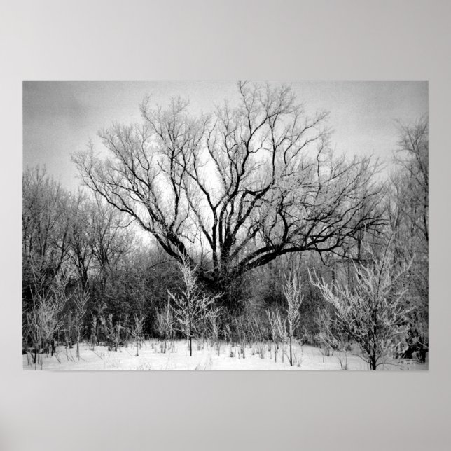 Fotografi för SALE - Utskrift av frostigt Träd Poster (Framsidan)