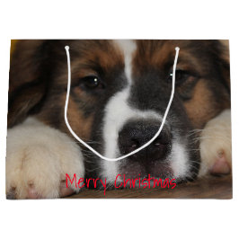 Fotografi för sällskapsdjur