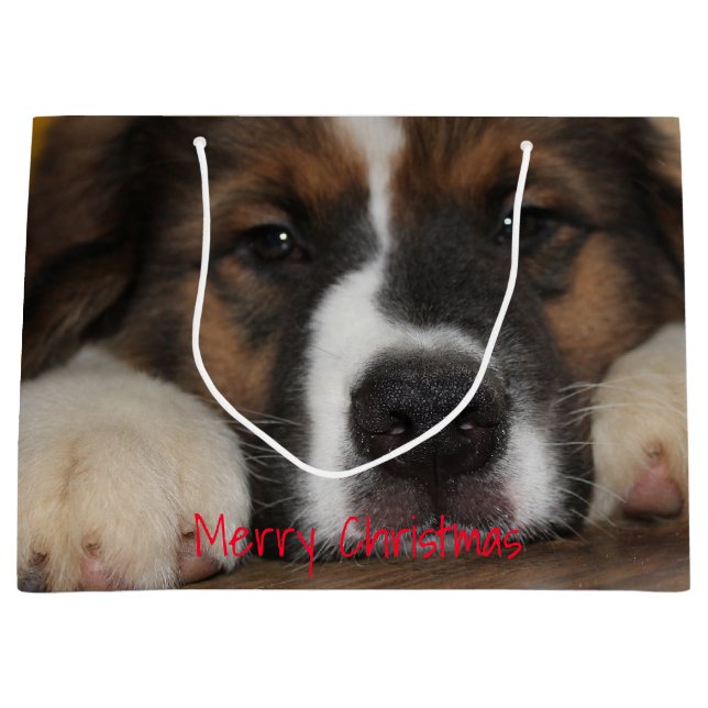 Fotografi för sällskapsdjur (Framsidan)