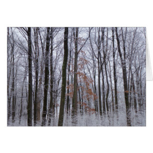 Fotografi för snö Dusted Forest Winter Ligcape Hälsningskort