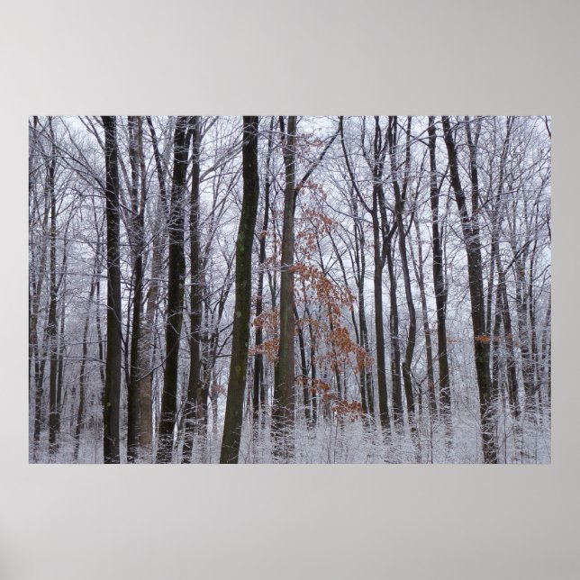 Fotografi för snö Dusted Forest Winter Ligcape Poster (Framsidan)