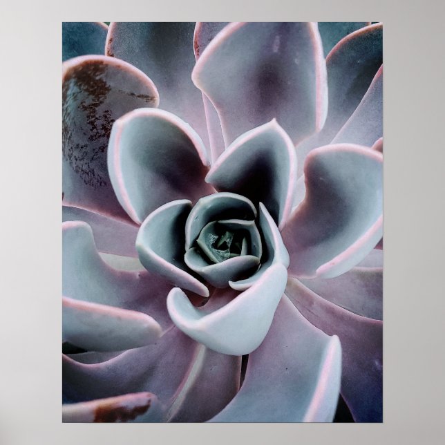 Fotografi för solfångarväxt upp nära naturen poster (Framsidan)