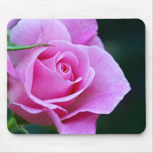 Fotografi för söt Rosa ros Musmatta