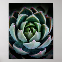 Fotografi för söt Succulary Plant Nature Fotograph Poster