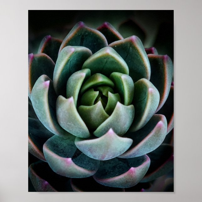 Fotografi för söt Succulary Plant Nature Fotograph Poster (Framsidan)