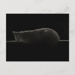 Fotografi för sovande katt vykort
