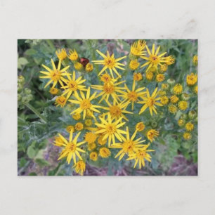 Fotografi för vild Gula blommor Vykort