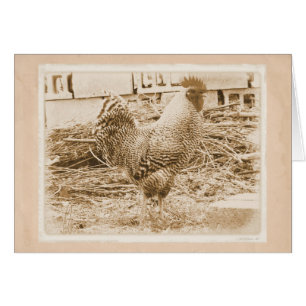Fotografi för vintage Stil Tupp Hälsningskort