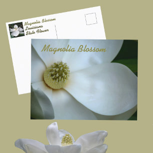 Fotografi för vit Blommar i Magnolia Vykort