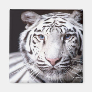Fotografi för vitBengal tiger Magnet