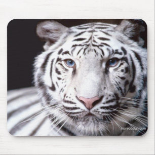 Fotografi för vitBengal tiger Musmatta