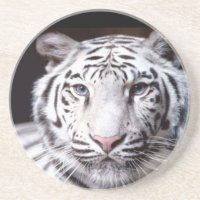 Fotografi för vitBengal tiger