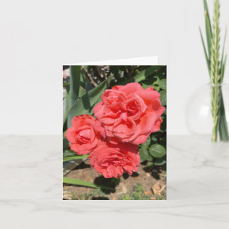 Fotografi med tre Rosa ros Kort