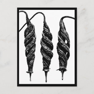 Fotografi med vykort-Vintage-Karl Blossfeldt 11 Vykort